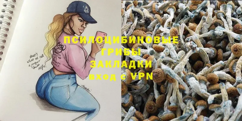 Псилоцибиновые грибы Psilocybe  продажа наркотиков  Лосино-Петровский 